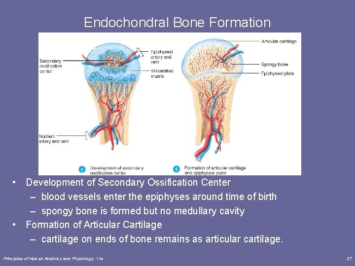 Endochondral Bone Formation • Development of Secondary Ossification Center – blood vessels enter the