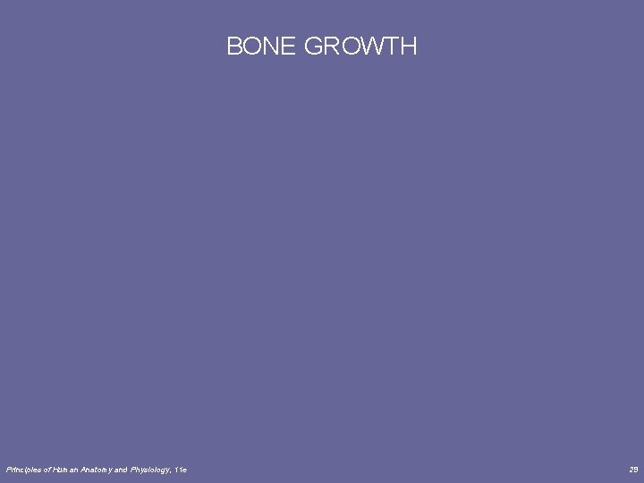 BONE GROWTH Principles of Human Anatomy and Physiology, 11 e 29 