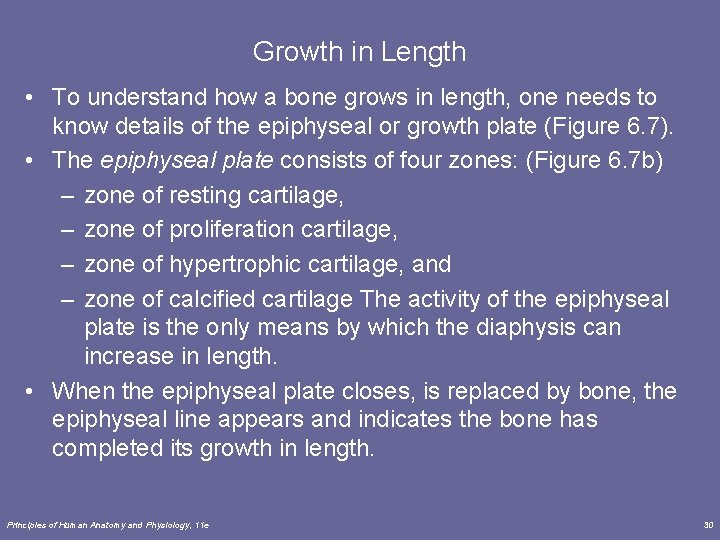 Growth in Length • To understand how a bone grows in length, one needs