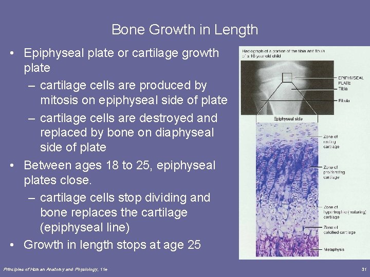 Bone Growth in Length • Epiphyseal plate or cartilage growth plate – cartilage cells