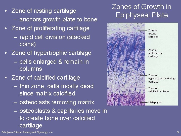  • Zone of resting cartilage – anchors growth plate to bone • Zone
