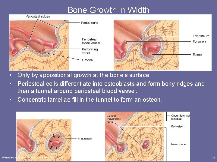 Bone Growth in Width • Only by appositional growth at the bone’s surface •