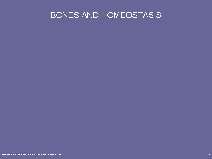 BONES AND HOMEOSTASIS Principles of Human Anatomy and Physiology, 11 e 37 