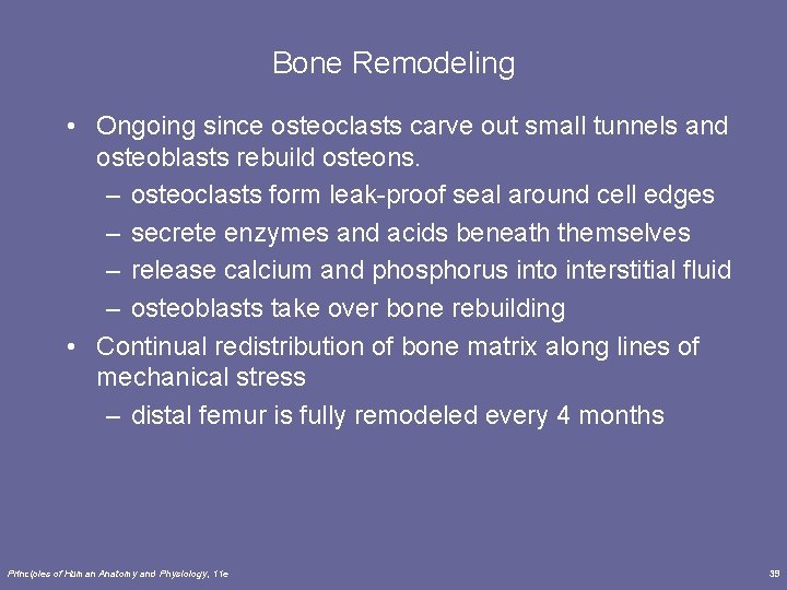 Bone Remodeling • Ongoing since osteoclasts carve out small tunnels and osteoblasts rebuild osteons.