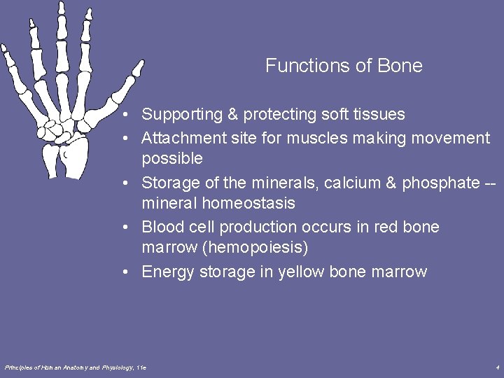 Functions of Bone • Supporting & protecting soft tissues • Attachment site for muscles