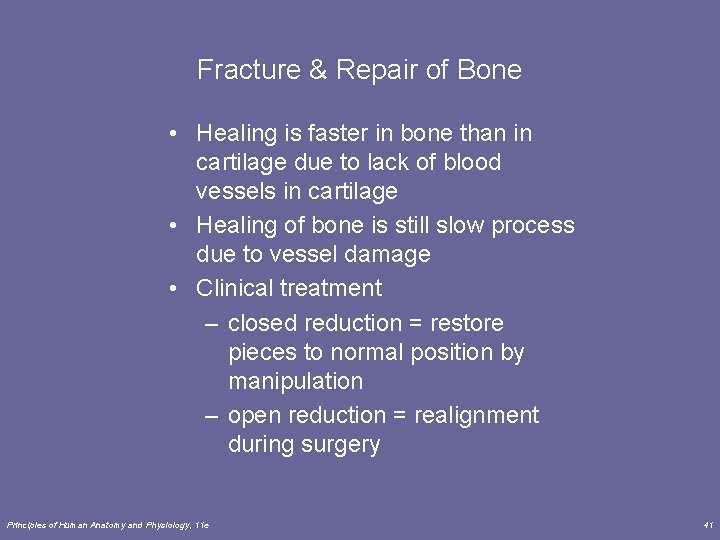 Fracture & Repair of Bone • Healing is faster in bone than in cartilage