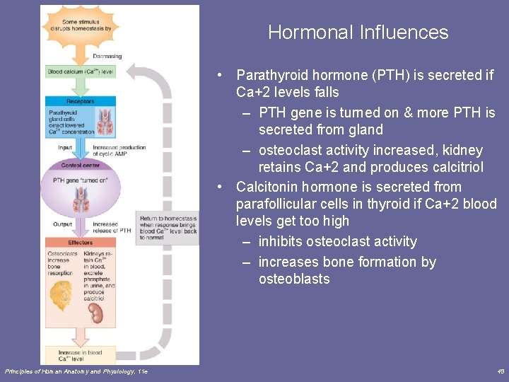Hormonal Influences • Parathyroid hormone (PTH) is secreted if Ca+2 levels falls – PTH