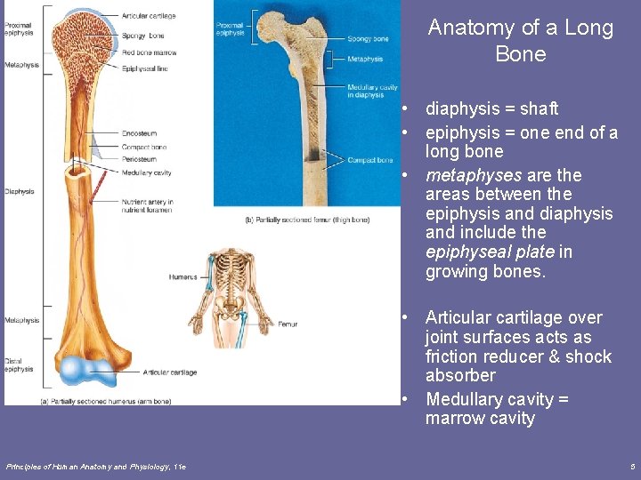 Anatomy of a Long Bone • diaphysis = shaft • epiphysis = one end