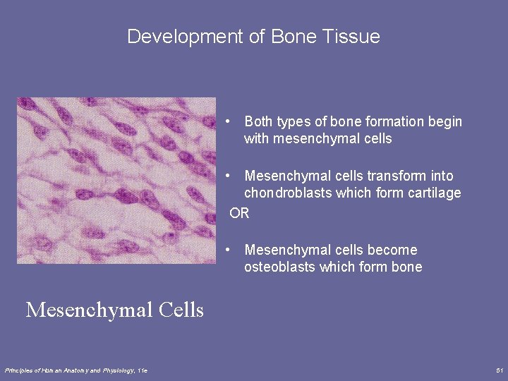 Development of Bone Tissue • Both types of bone formation begin with mesenchymal cells
