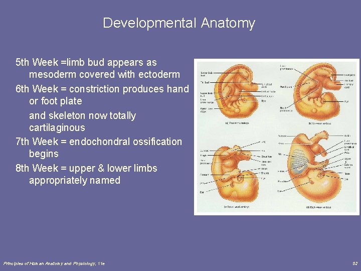Developmental Anatomy 5 th Week =limb bud appears as mesoderm covered with ectoderm 6