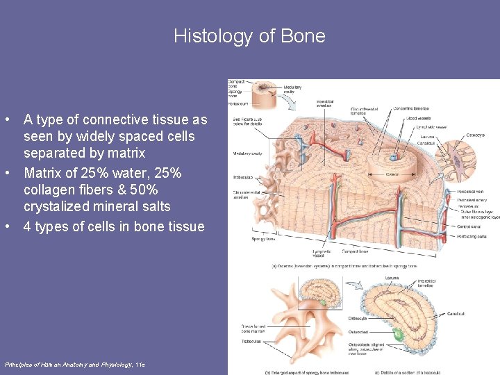 Histology of Bone • A type of connective tissue as seen by widely spaced