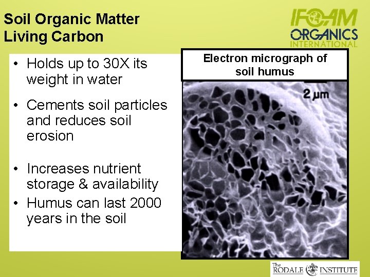 Soil Organic Matter Living Carbon • Holds up to 30 X its weight in