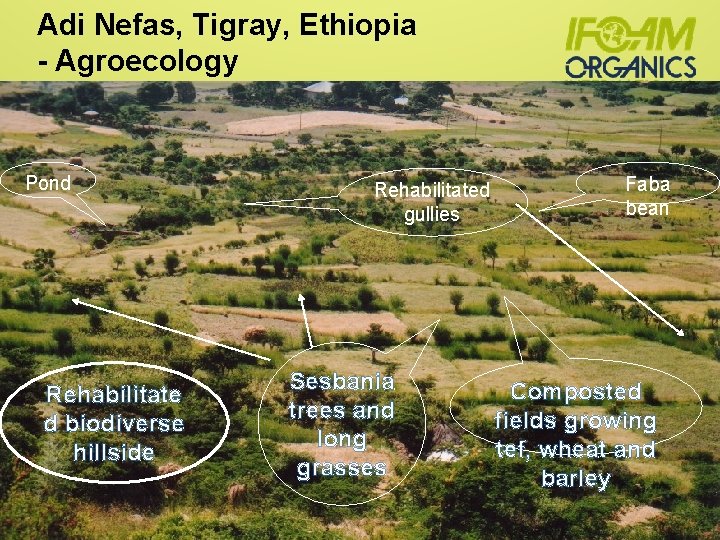 Adi Nefas, Tigray, Ethiopia - Agroecology Pond Rehabilitate d biodiverse hillside Rehabilitated gullies Sesbania