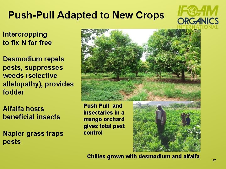 Push-Pull Adapted to New Crops Intercropping to fix N for free Desmodium repels pests,