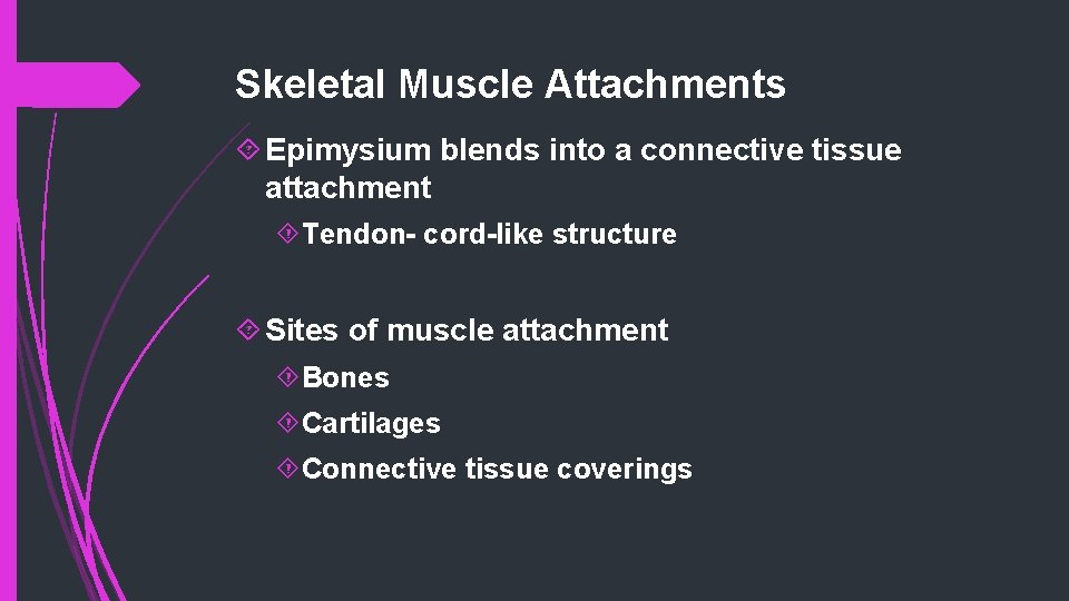 Skeletal Muscle Attachments Epimysium blends into a connective tissue attachment Tendon- cord-like structure Sites