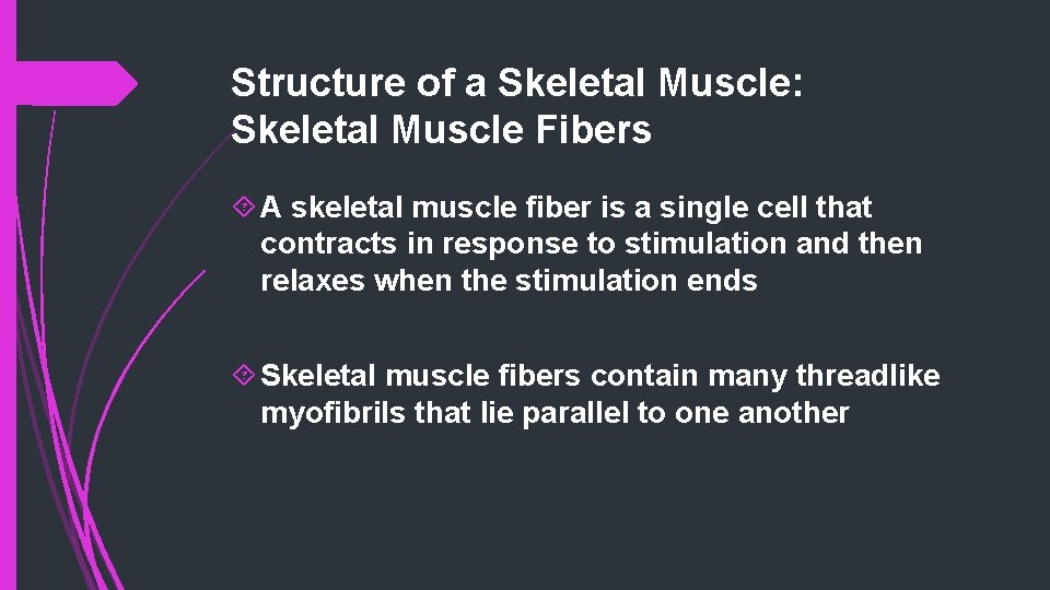 Structure of a Skeletal Muscle: Skeletal Muscle Fibers A skeletal muscle fiber is a