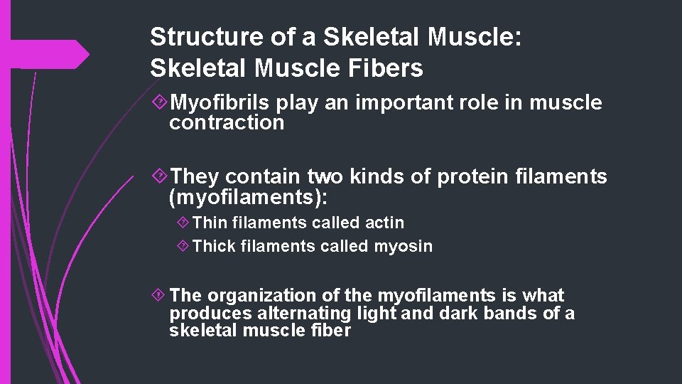 Structure of a Skeletal Muscle: Skeletal Muscle Fibers Myofibrils play an important role in