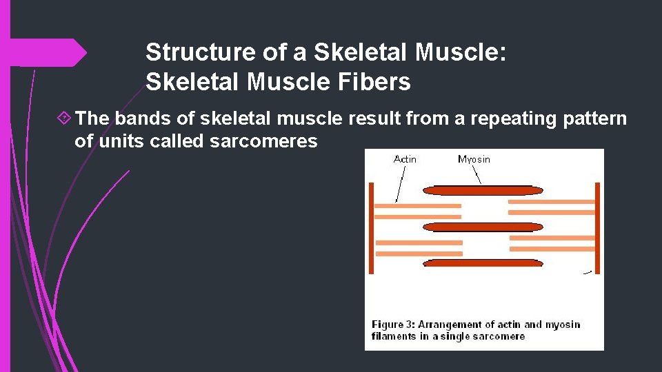 Structure of a Skeletal Muscle: Skeletal Muscle Fibers The bands of skeletal muscle result