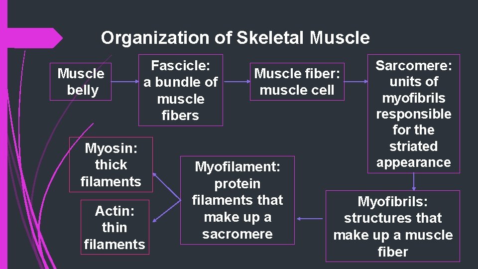 Organization of Skeletal Muscle belly Fascicle: a bundle of muscle fibers Myosin: thick filaments