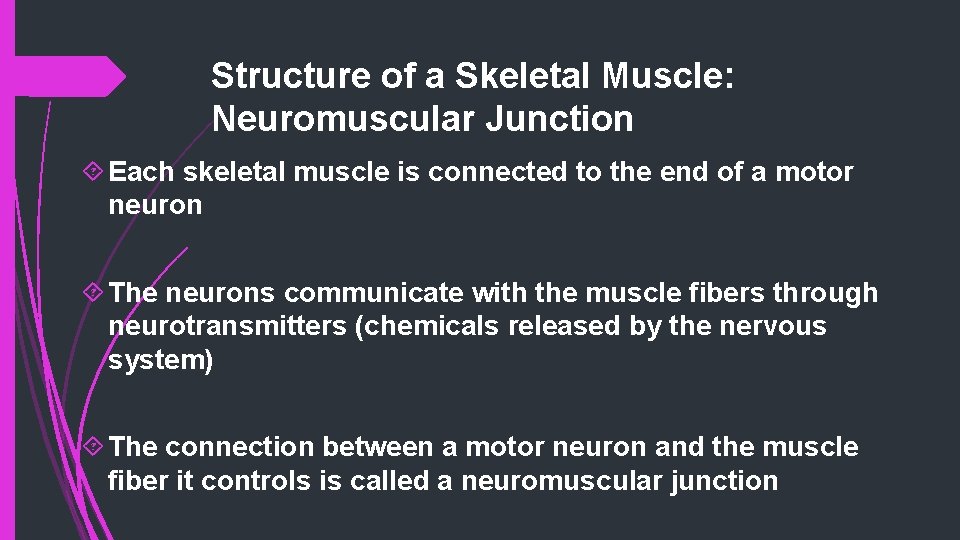 Structure of a Skeletal Muscle: Neuromuscular Junction Each skeletal muscle is connected to the