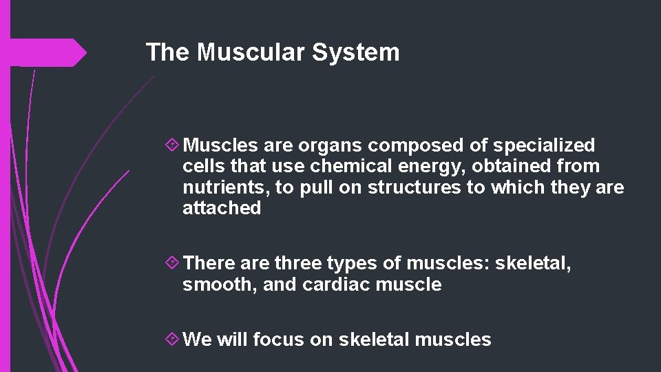 The Muscular System Muscles are organs composed of specialized cells that use chemical energy,