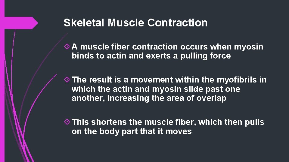 Skeletal Muscle Contraction A muscle fiber contraction occurs when myosin binds to actin and