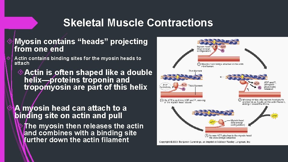 Skeletal Muscle Contractions Myosin contains “heads” projecting from one end Actin contains binding sites