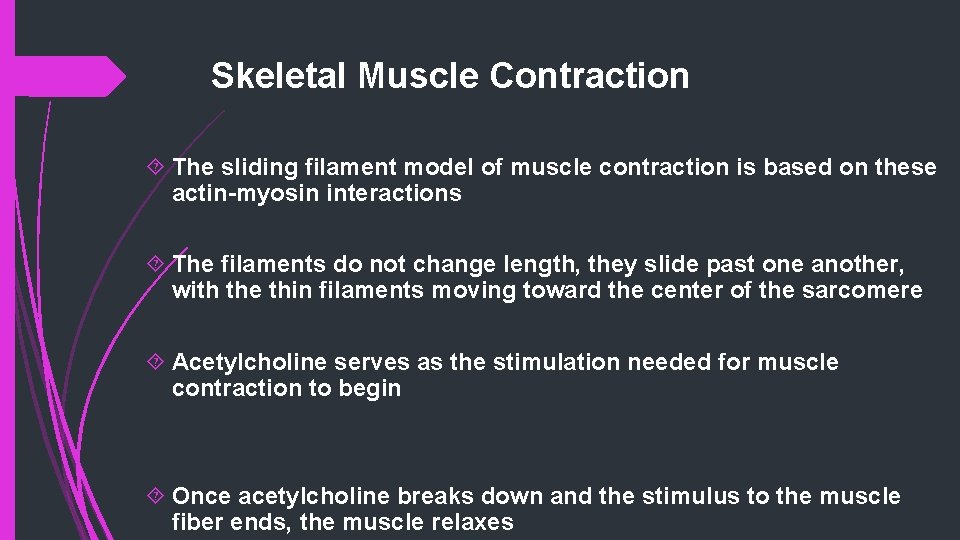 Skeletal Muscle Contraction The sliding filament model of muscle contraction is based on these
