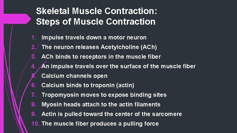 Skeletal Muscle Contraction: Steps of Muscle Contraction 1. Impulse travels down a motor neuron