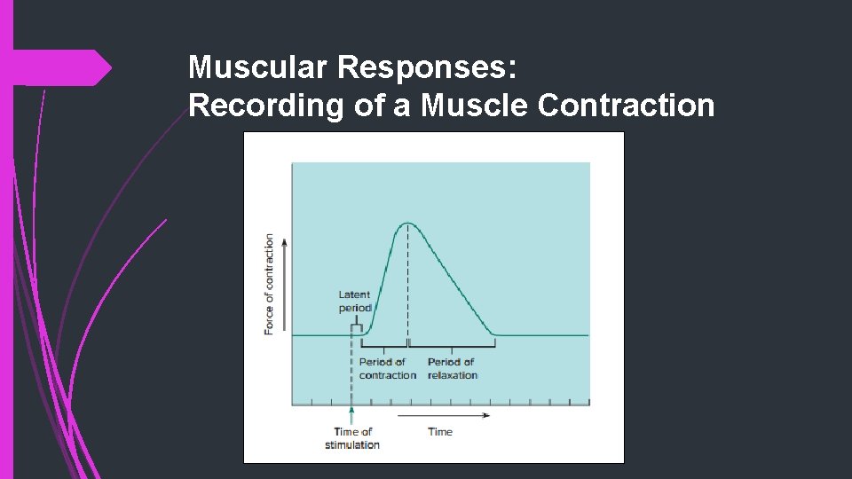 Muscular Responses: Recording of a Muscle Contraction 