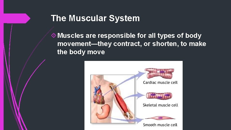 The Muscular System Muscles are responsible for all types of body movement—they contract, or