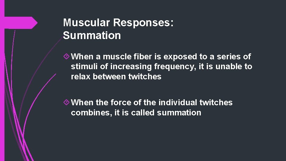 Muscular Responses: Summation When a muscle fiber is exposed to a series of stimuli