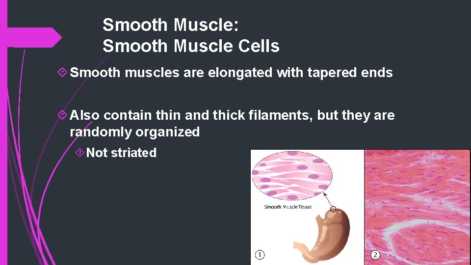 Smooth Muscle: Smooth Muscle Cells Smooth muscles are elongated with tapered ends Also contain