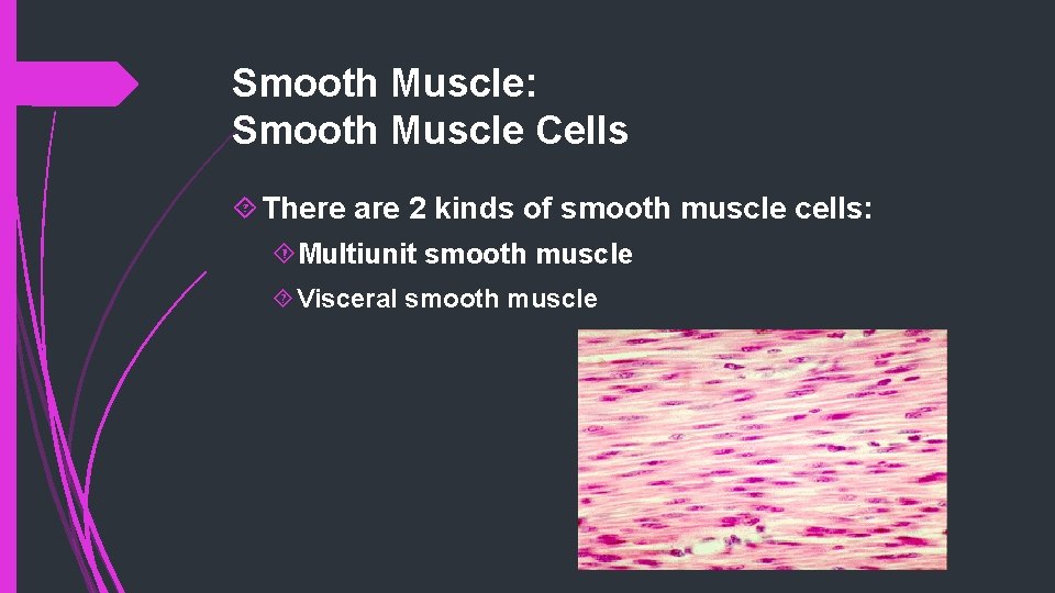 Smooth Muscle: Smooth Muscle Cells There are 2 kinds of smooth muscle cells: Multiunit