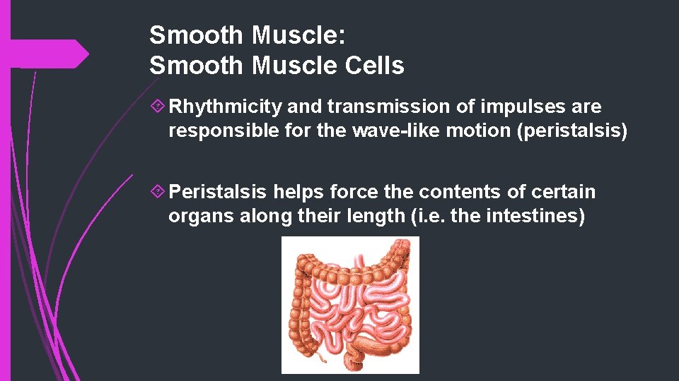 Smooth Muscle: Smooth Muscle Cells Rhythmicity and transmission of impulses are responsible for the