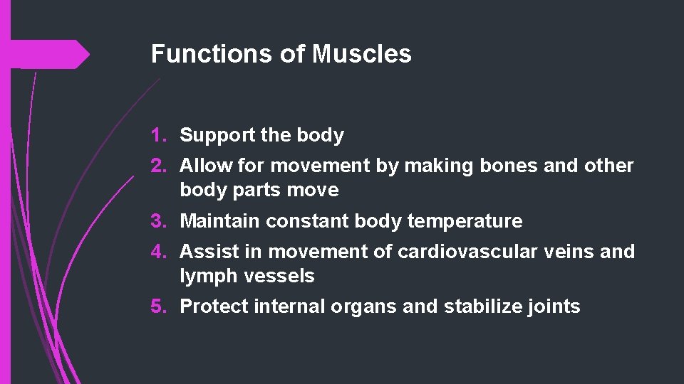 Functions of Muscles 1. Support the body 2. Allow for movement by making bones