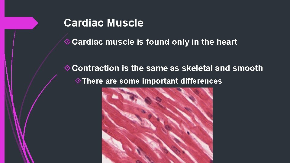 Cardiac Muscle Cardiac muscle is found only in the heart Contraction is the same