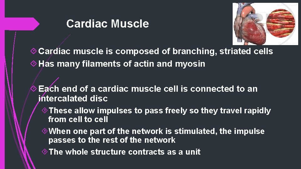 Cardiac Muscle Cardiac muscle is composed of branching, striated cells Has many filaments of