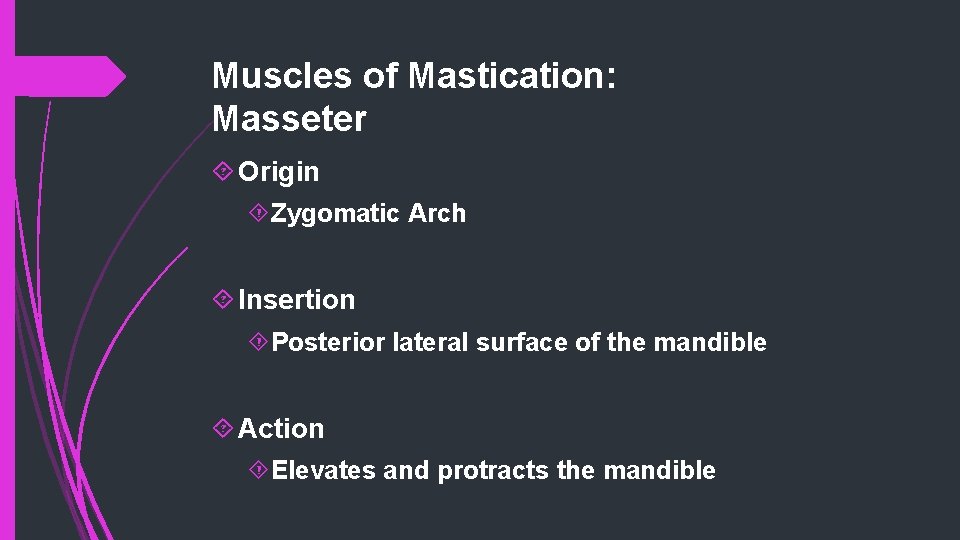 Muscles of Mastication: Masseter Origin Zygomatic Arch Insertion Posterior lateral surface of the mandible