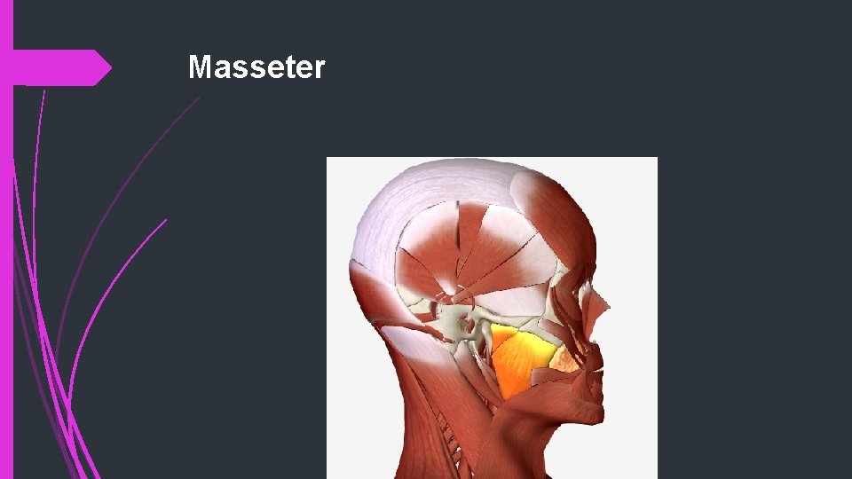 Masseter 