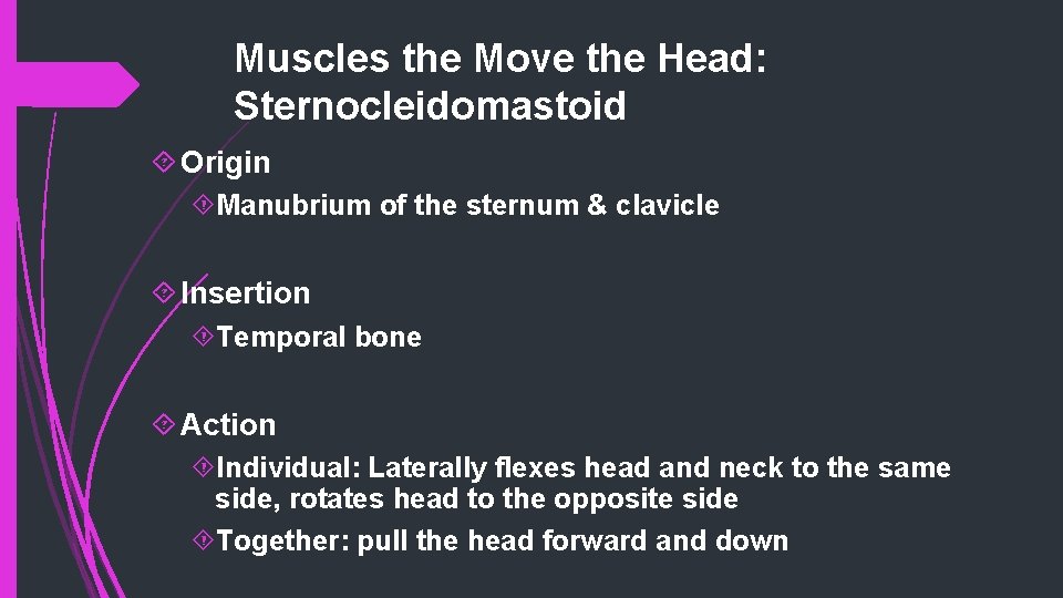 Muscles the Move the Head: Sternocleidomastoid Origin Manubrium of the sternum & clavicle Insertion