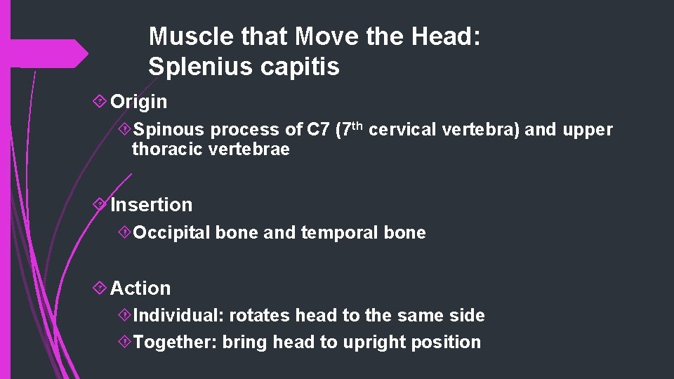 Muscle that Move the Head: Splenius capitis Origin Spinous process of C 7 (7