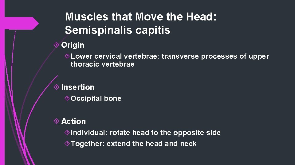 Muscles that Move the Head: Semispinalis capitis Origin Lower cervical vertebrae; transverse processes of