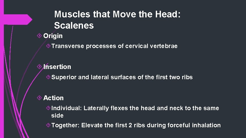 Muscles that Move the Head: Scalenes Origin Transverse processes of cervical vertebrae Insertion Superior