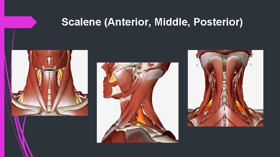 Scalene (Anterior, Middle, Posterior) 