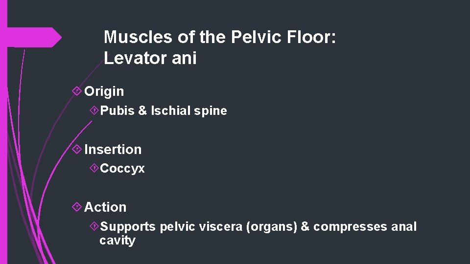 Muscles of the Pelvic Floor: Levator ani Origin Pubis & Ischial spine Insertion Coccyx