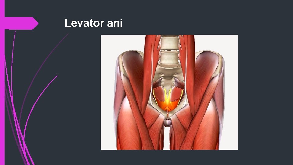 Levator ani 