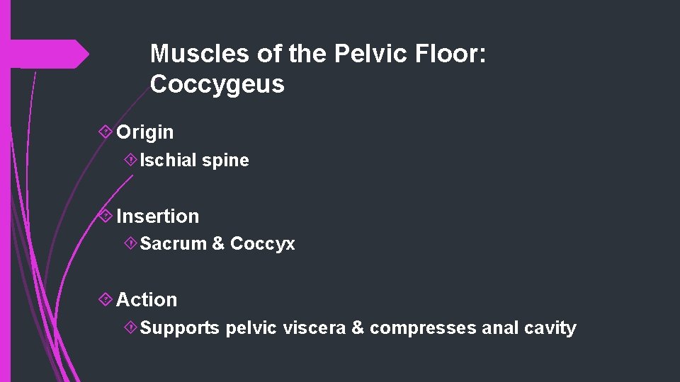 Muscles of the Pelvic Floor: Coccygeus Origin Ischial spine Insertion Sacrum & Coccyx Action