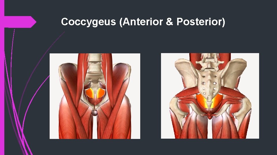 Coccygeus (Anterior & Posterior) 