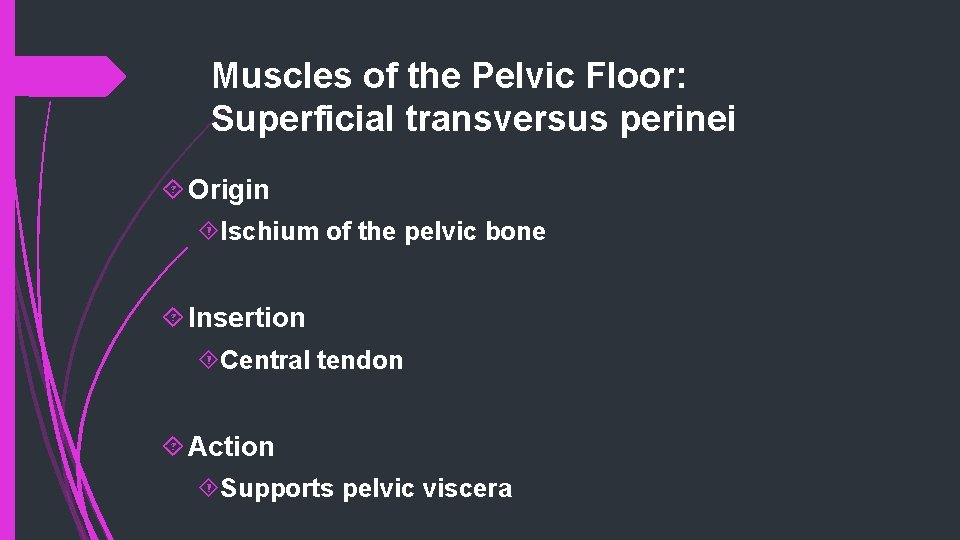 Muscles of the Pelvic Floor: Superficial transversus perinei Origin Ischium of the pelvic bone